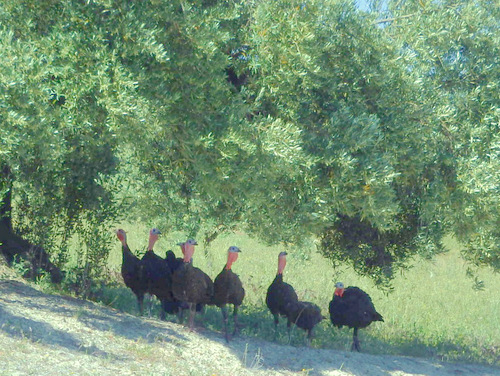 Wild Turkeys!